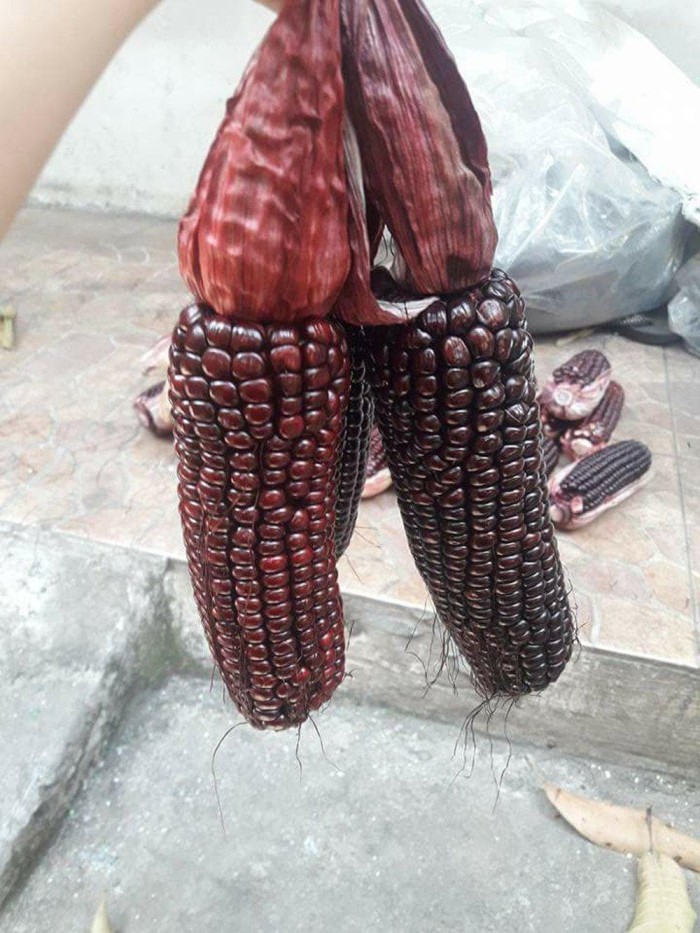 Paling Murah Benih Jagung Ungu-Purple Corn-Maiz Morado Isi 10 Biji