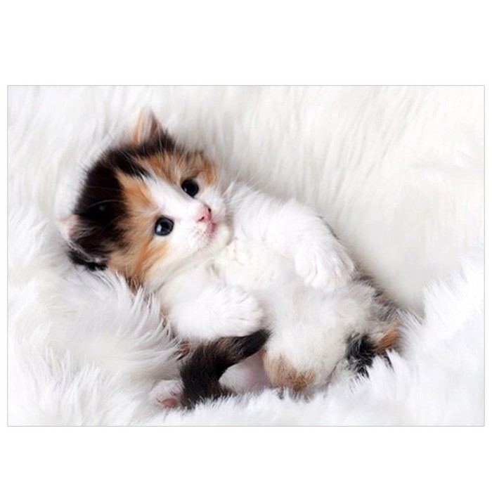 78 Gambar Kucing Warna Putih Kekinian 78 Gambar Kucing Warna Putih Kekinian