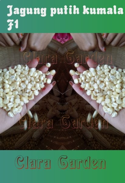 BENIH UNGGUL BERKUALITAS jagung pulut KUMALA F1 putih 1000GRAM SIAP DI