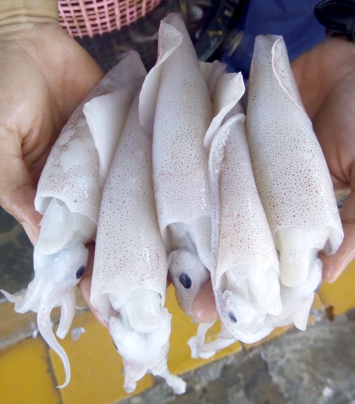 600 Gambar Cumi Cumi Sotong Terbaik 600 Gambar Cumi Cumi Sotong Terbaik