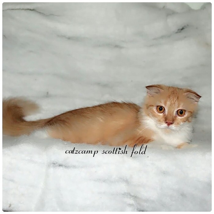 Info Kucing Scottish Fold Travelbon.com Info Kucing Scottish Fold Travelbon.com