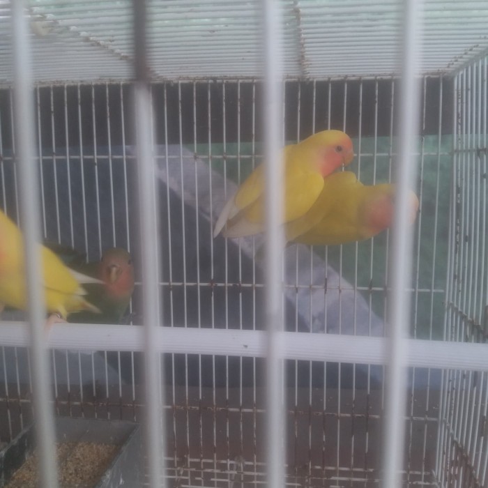 Harga Lovebird Non Klep Hargano.com Harga Lovebird Non Klep Hargano.com