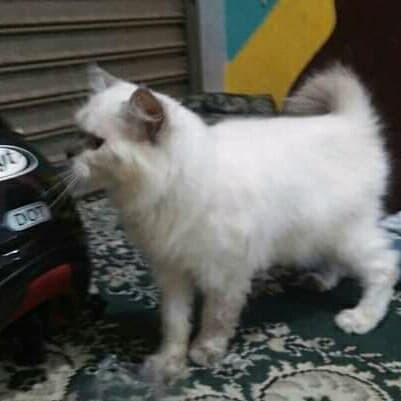 Info Kucing Himalaya Travelbon.com Info Kucing Himalaya Travelbon.com