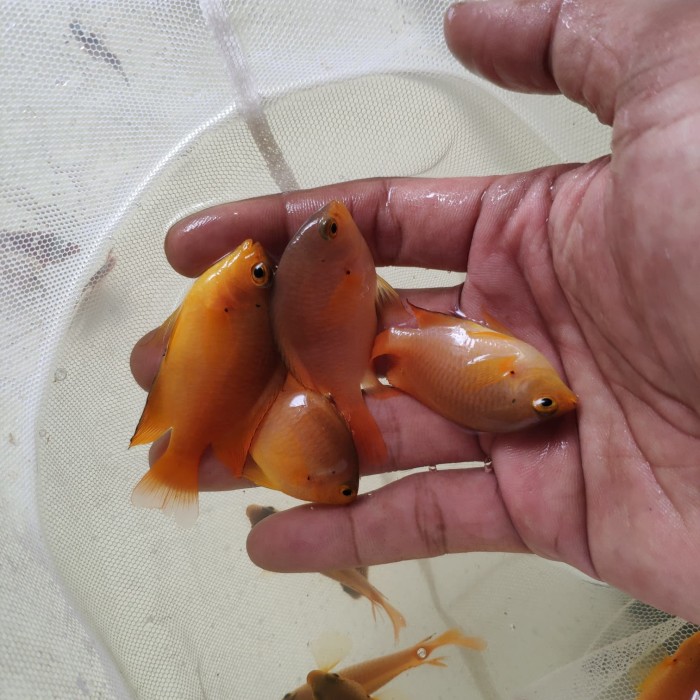 Harga Ikan Hias Air Laut Travelbon.com Harga Ikan Hias Air Laut Travelbon.com