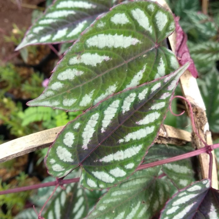 Jual tanaman herbal sirih keraton - pohon sirih keraton