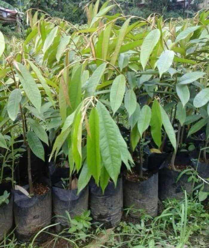 87 Gambar Okulasi Durian Paling Keren 87 Gambar Okulasi Durian Paling Keren