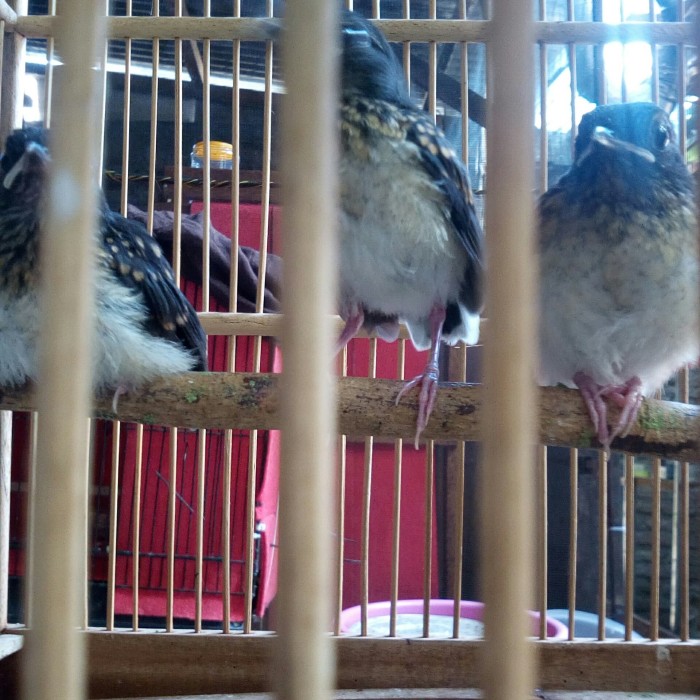 Harga Murai Batu Anakan Hargano.com Harga Murai Batu Anakan Hargano.com