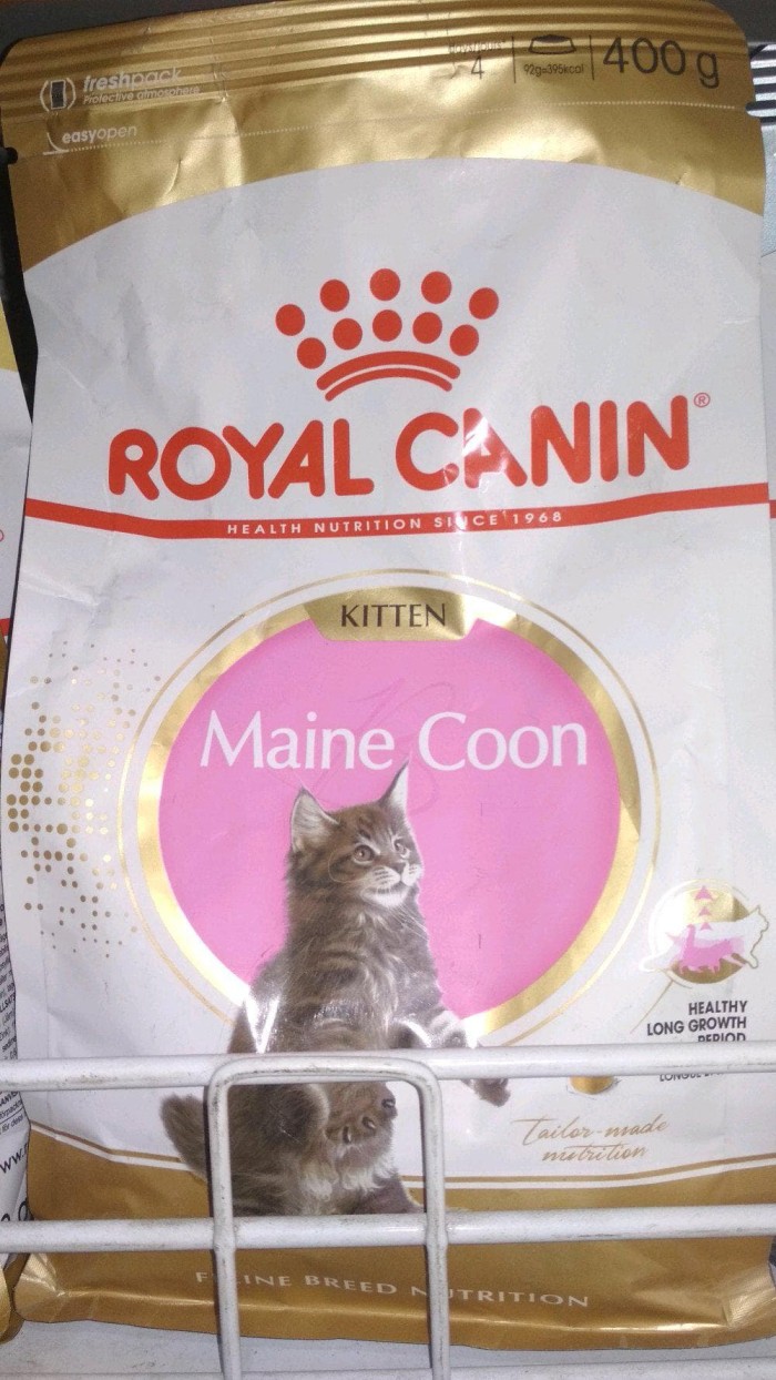 Harga Maine Coon Travelbon.com Harga Maine Coon Travelbon.com