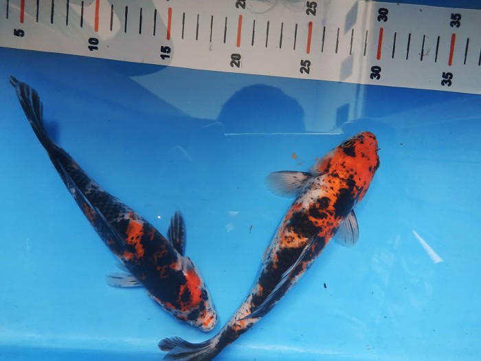 Info Ikan Koi Lokal Travelbon.com Info Ikan Koi Lokal Travelbon.com