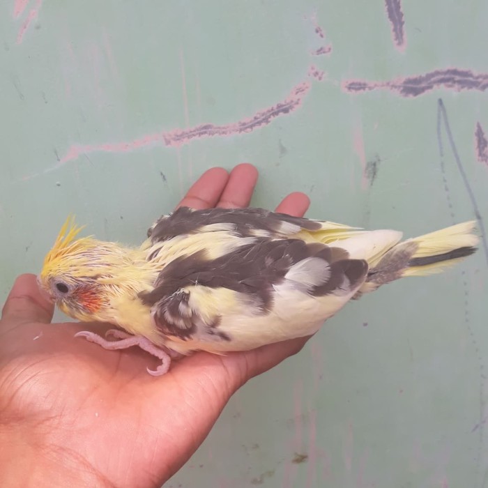 Jual Falk Lolohan Kota Depok Ubaybird Olshop Tokopedia