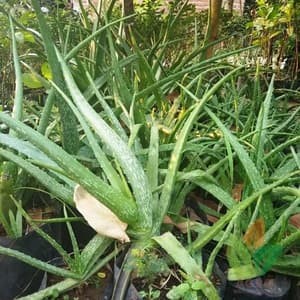46+ Gambar Lidah Hewan Buaya HD Terbaik