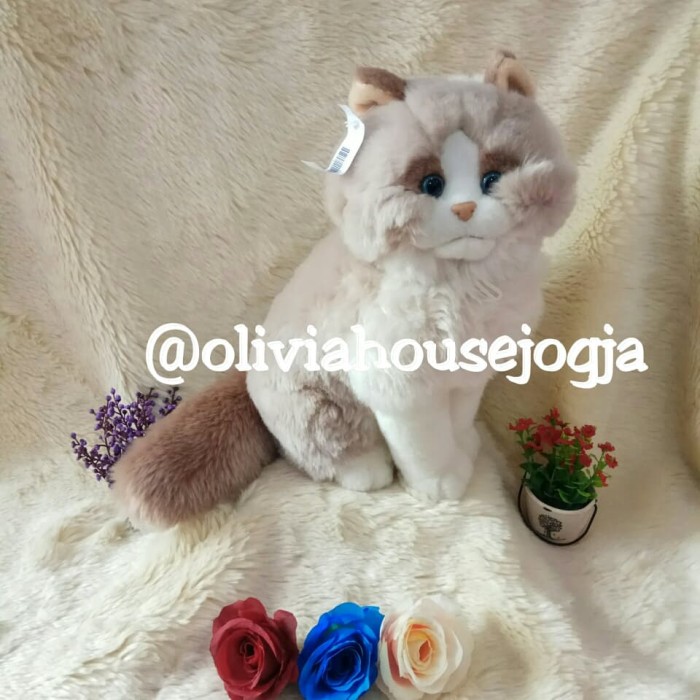 Info Kucing Persia Pesek Travelbon.com Info Kucing Persia Pesek Travelbon.com