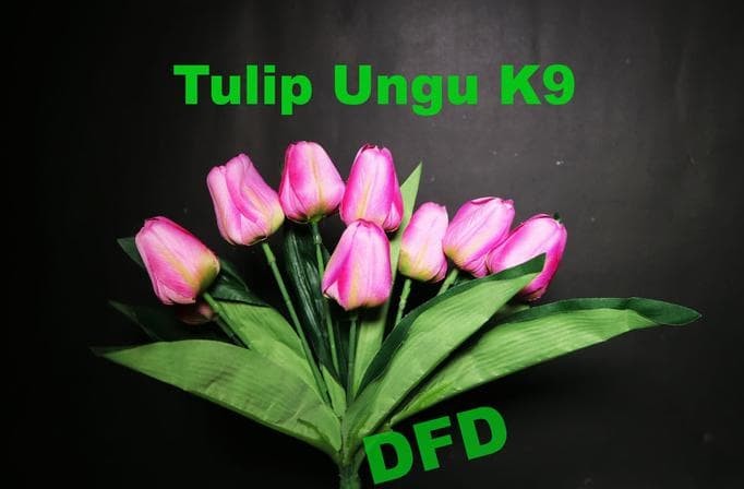 Unduh 900 Wallpaper Bunga Tulip Ungu Unduh 900 Wallpaper Bunga Tulip Ungu