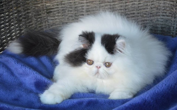 Info Kucing Persia Pesek Katalog.or.id Info Kucing Persia Pesek Katalog.or.id