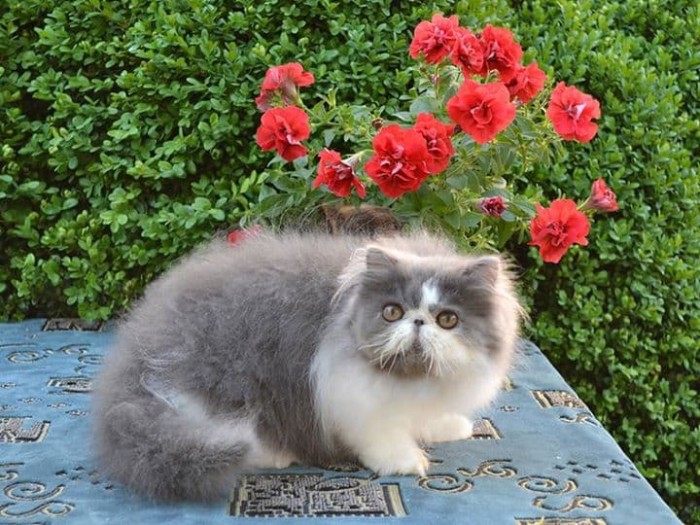 Katalog Kucing Persia Pesek Travelbon.com Katalog Kucing Persia Pesek Travelbon.com
