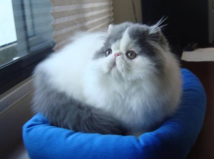 Harga Kucing Persia Pesek Travelbon.com Harga Kucing Persia Pesek Travelbon.com
