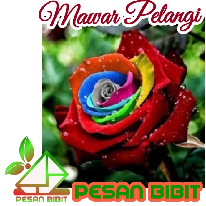 91+ Gambar Bunga Mawar Pelangi Paling Mekar 91+ Gambar Bunga Mawar Pelangi Paling Mekar