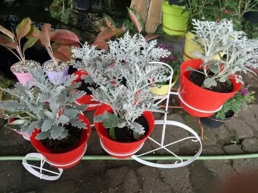 Tanaman Hian Putri Salju Silver dust / Dusty Miller