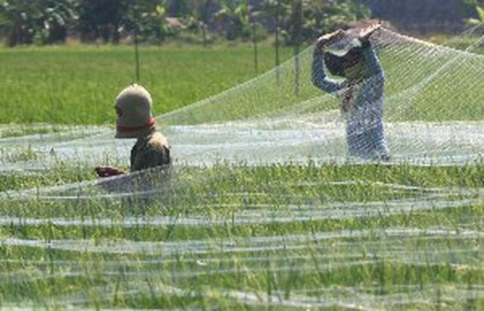 Jual Jaring Burung Padi Di Sawah Warna Putih Bening Last Stok