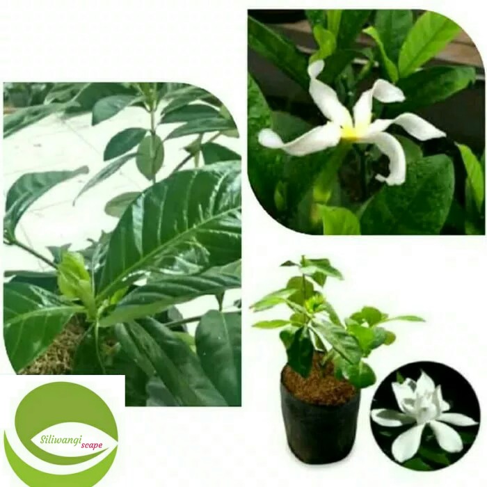 80+ Gambar Bunga Gardenia Terbaru 80+ Gambar Bunga Gardenia Terbaru