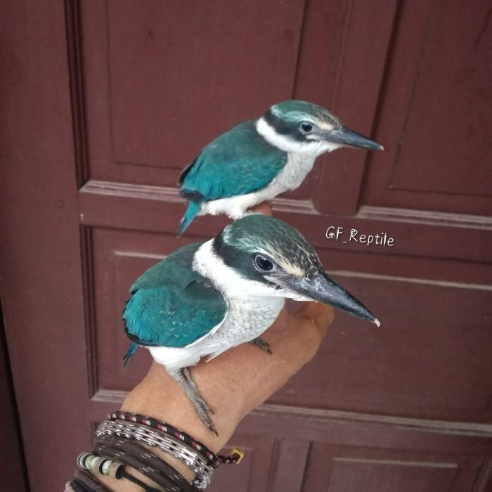 600+ Gambar Burung Tengkek Gratis 600+ Gambar Burung Tengkek Gratis