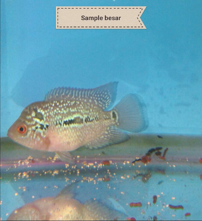 Harga Anakan Louhan Travelbon.com Harga Anakan Louhan Travelbon.com