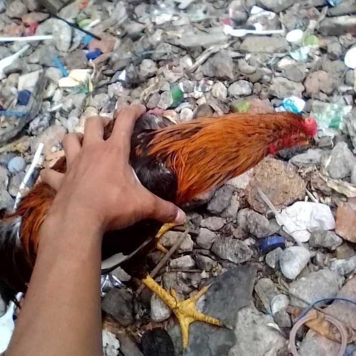 72+ Gambar Ayam Umur 6 Bulan Paling Hist 72+ Gambar Ayam Umur 6 Bulan Paling Hist