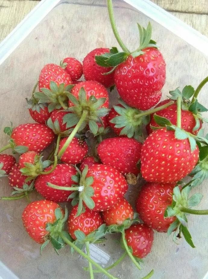 New Product Bibit Tanaman Buah Stroberi / Strawberry - Sudah Adaptasi