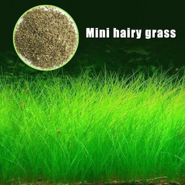 Bibit Benih Tanaman Air Mini Hair Grass Seed Aquascape Aquarium
