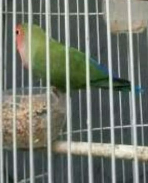 Katalog Lovebird Non Klep Hargano.com Katalog Lovebird Non Klep Hargano.com