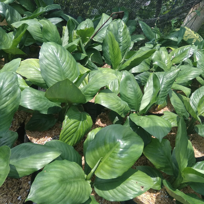 Bunga Spathiphyllum Bangkok