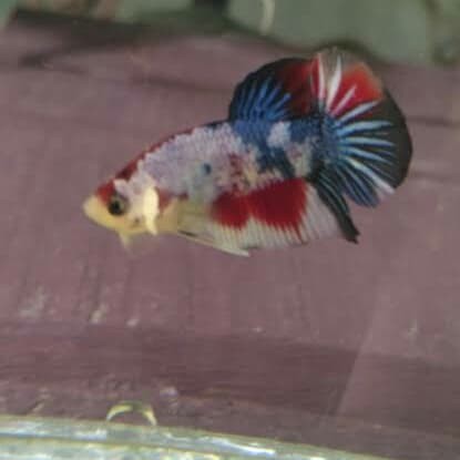 Jual 20 Ekor Ikan Cupang Fancy Koi Jantan Size S Kab Bogor Rumahcupang Tokopedia