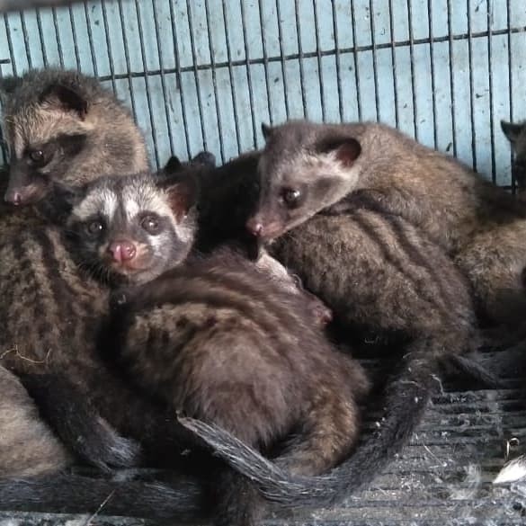 Katalog Musang Pandan Baby Hargano.com Katalog Musang Pandan Baby Hargano.com