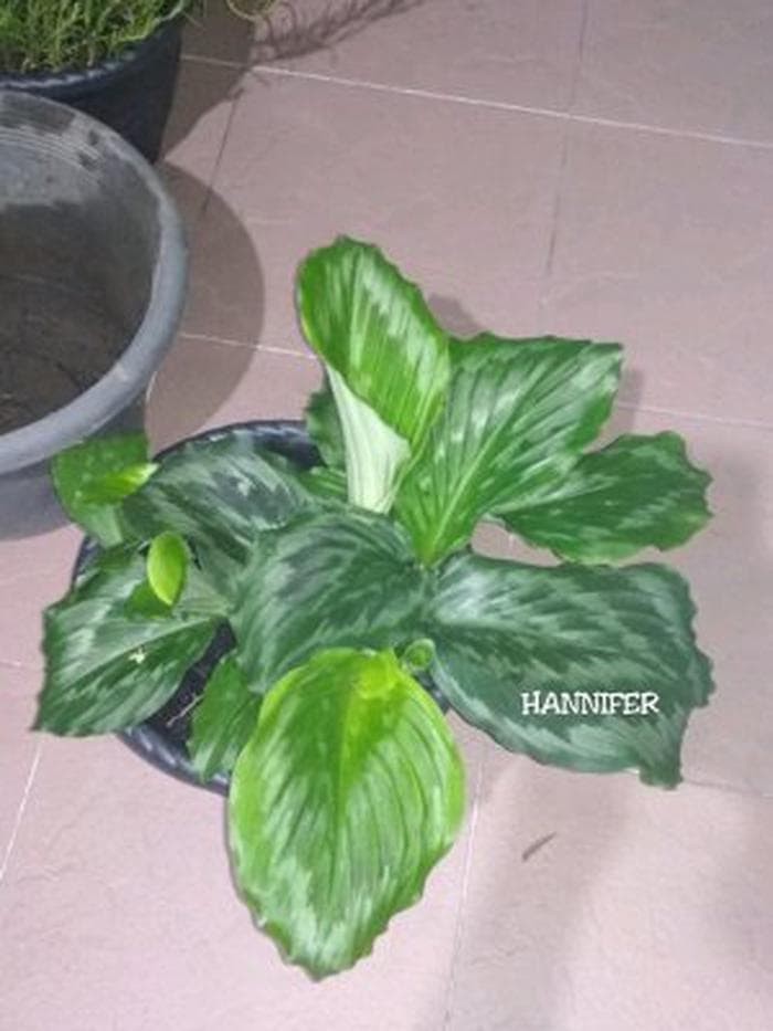 Dapatkan Inspirasi Untuk Gambar Tanaman Kunyit Hitam Putih ...