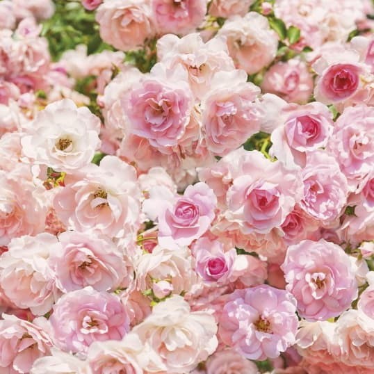 Download 500 Wallpaper Bunga Rose Pink HD Gratis Download 500 Wallpaper Bunga Rose Pink HD Gratis