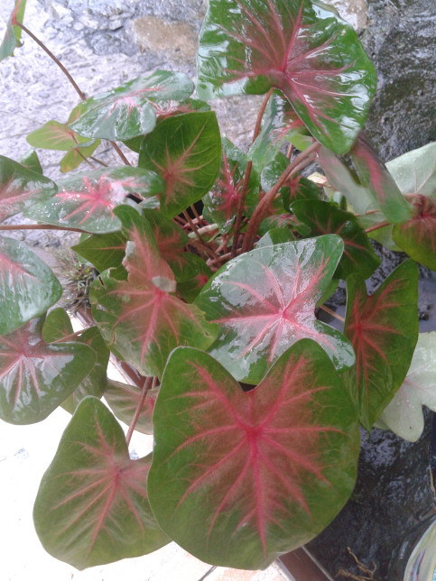 87+ Gambar Bunga Keladi Merah Paling Mekar 87+ Gambar Bunga Keladi Merah Paling Mekar