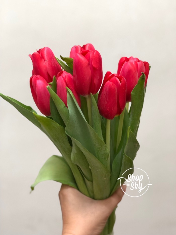 Jual Bunga Tulip Segar Dan Asli Bunga Potong Kualitas Tinggi Untuk Floris Jakarta Selatan Shop With Sky Tokopedia