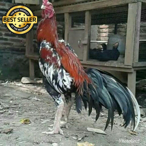 Katalog Babon Birma Ori Hargano.com Katalog Babon Birma Ori Hargano.com