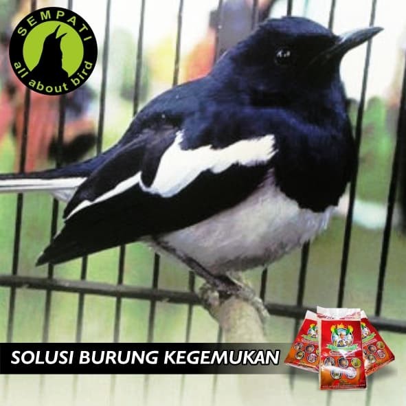 ... Bogena Egg Food with Fruits Pakan Burung Lovebird & Kenari Source