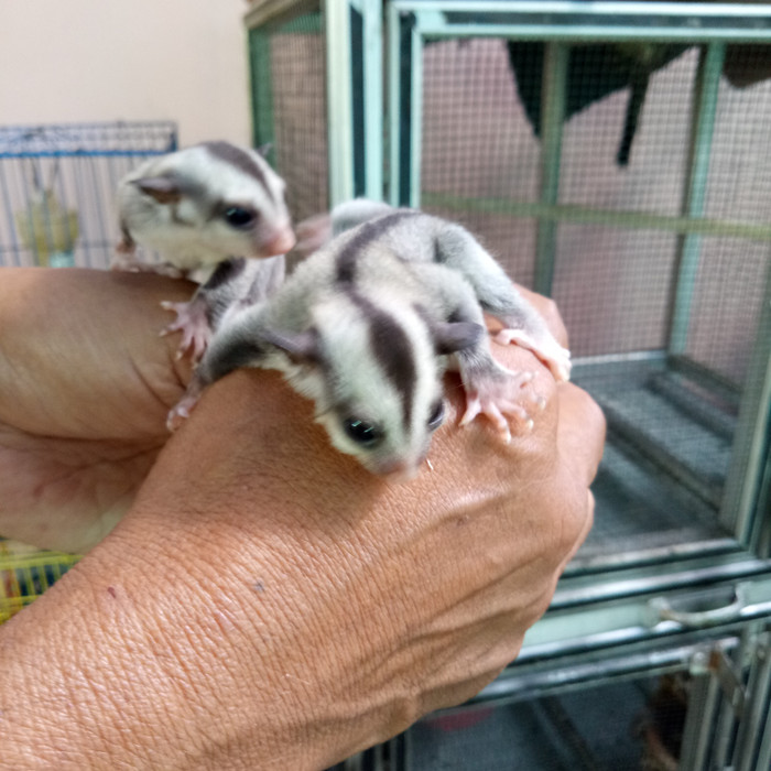 Harga Sugar Glider Jual Travelbon.com Harga Sugar Glider Jual Travelbon.com