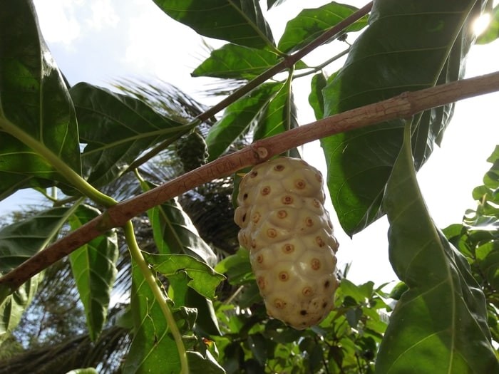 buah mengkudu untuk obat diabetes doubek buah mengkudu untuk obat diabetes doubek