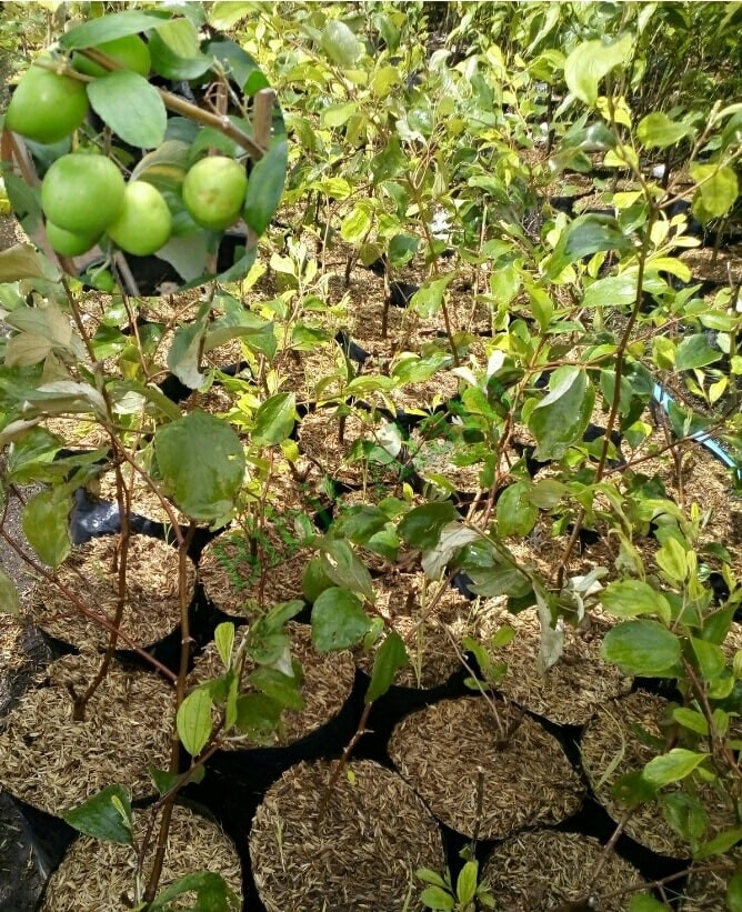 85+ Gambar Pohon Buah Apel India HD 85+ Gambar Pohon Buah Apel India HD