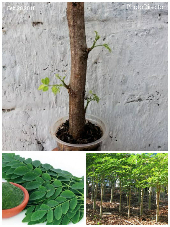 76 Gambar Akar Daun Kelor HD 76 Gambar Akar Daun Kelor HD