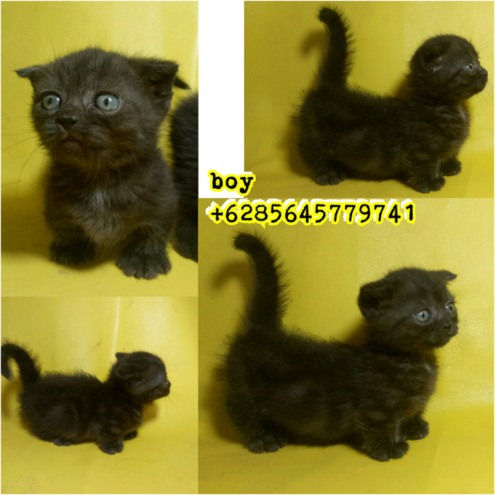 Info Kucing Scottish Fold DaftarHarga.Pw Info Kucing Scottish Fold DaftarHarga.Pw