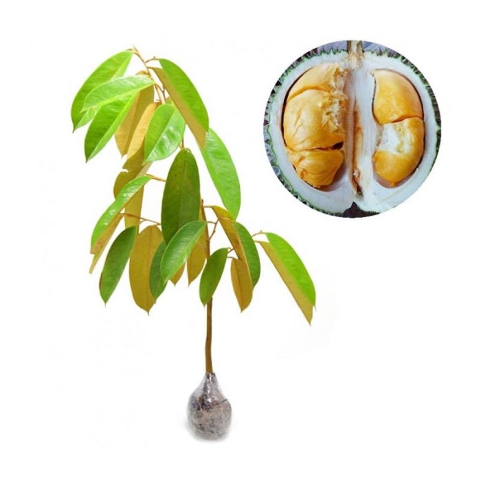 Bibit Tanaman Buah Durian Duri Hitam