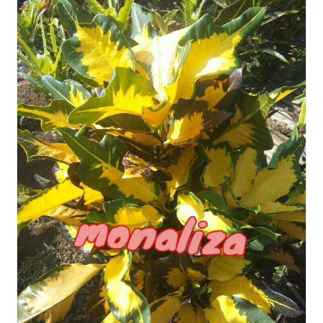 tokopedia-product-detail-0