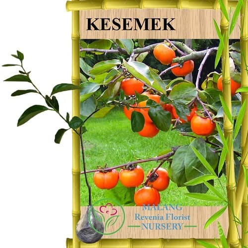 Tanaman Buah Kesemek (Tinggi 40-60 cm)