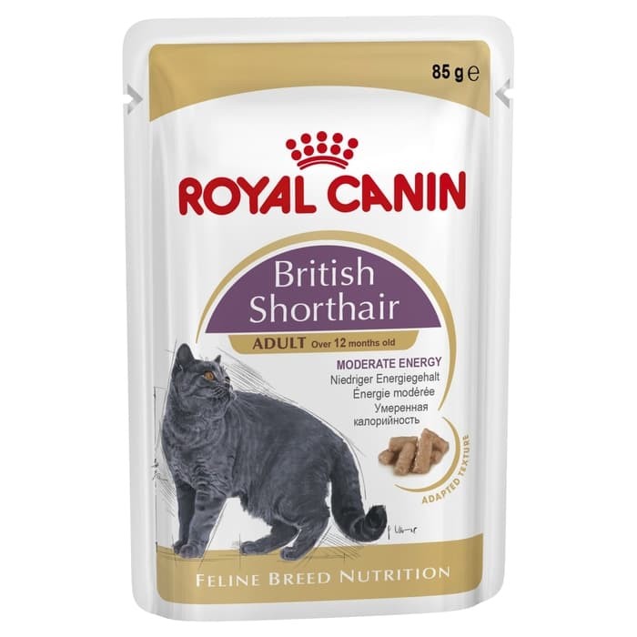 Harga British Shorthair Travelbon.com Harga British Shorthair Travelbon.com