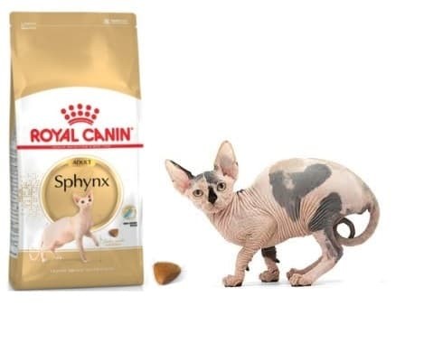 Info Kucing Sphynx Travelbon.com Info Kucing Sphynx Travelbon.com