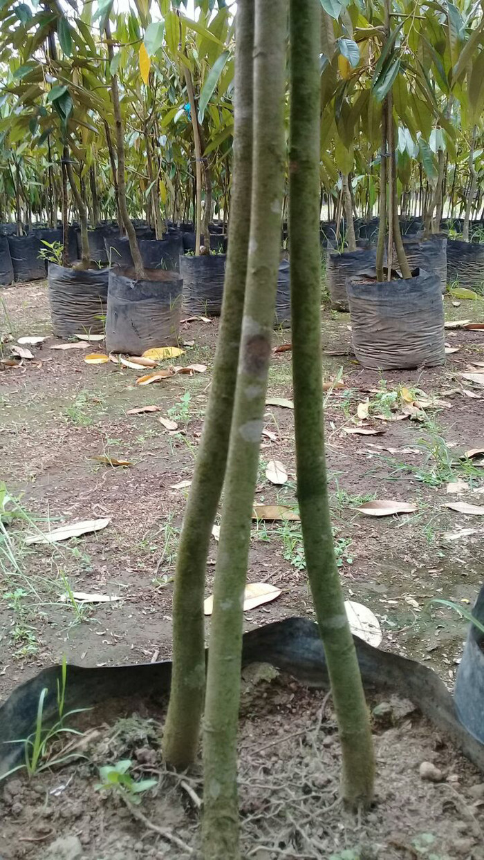 87 Gambar Okulasi Durian Paling Keren 87 Gambar Okulasi Durian Paling Keren